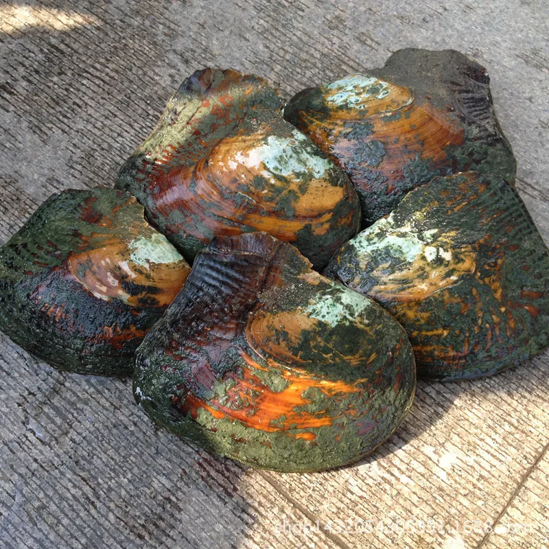 Oysters жемчуг в пресноводных натуральных бусинах 5 шт./лот удивительная цена