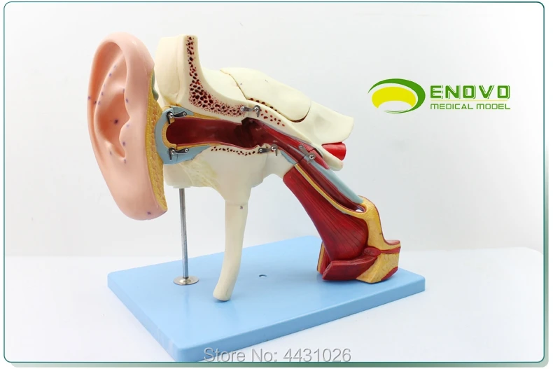 

ENOVO Human medical ear anatomic model of the inner ear of the inner ear of the eardrum, the temporal bone ear nose and throat