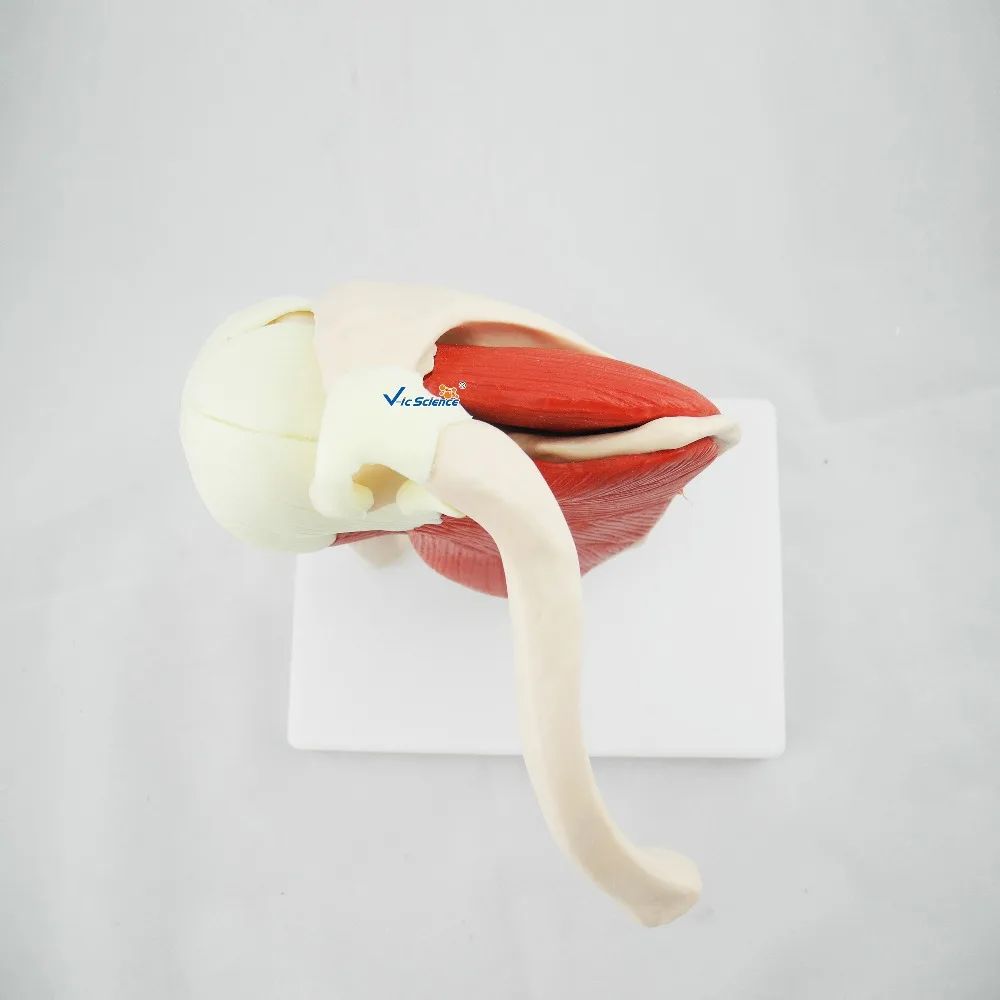 Medical Education Advance Life Size Muscled Shoulder Joint Skeleton Model | Канцтовары для офиса и дома