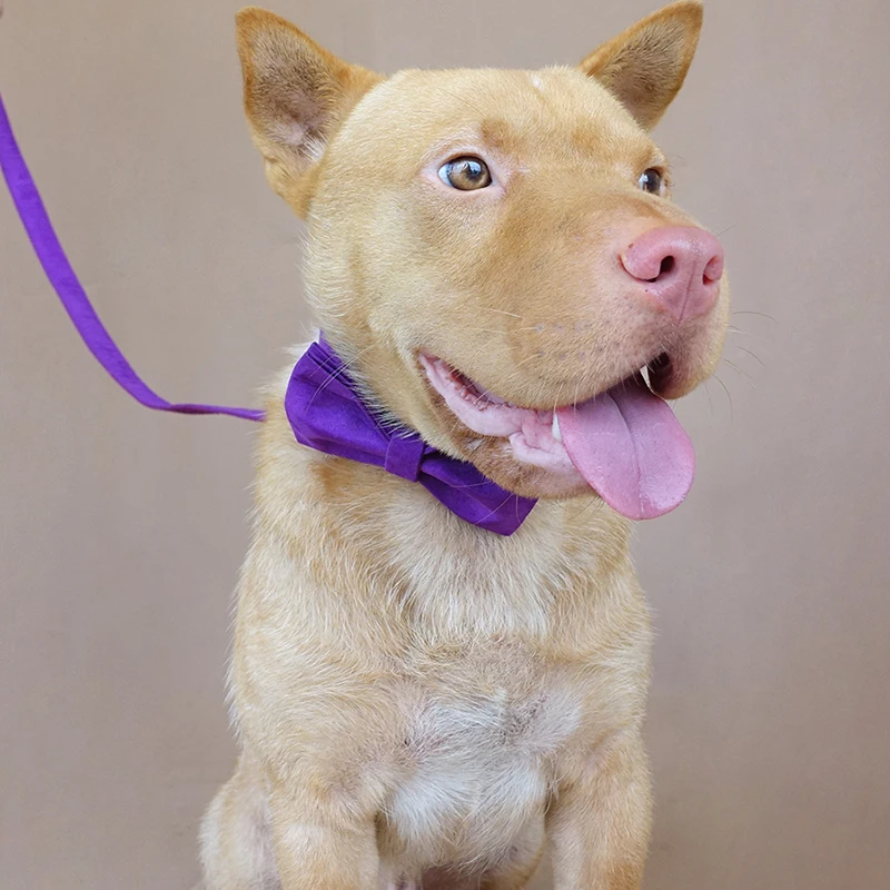 MUTTCO розничная продажа самостоятельного дизайна ошейник для собак ярко