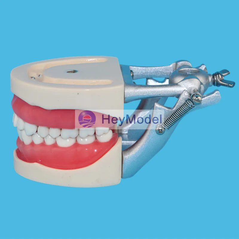 Модель зубов HeyModel для взрослых модель обучения стоматологии со стойкой DP Jaw|teaching|