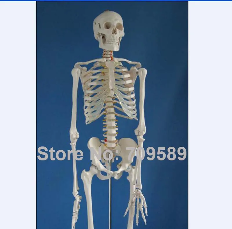 Скелет человека в натуральную величину высотой 180 см | Канцтовары для офиса и дома
