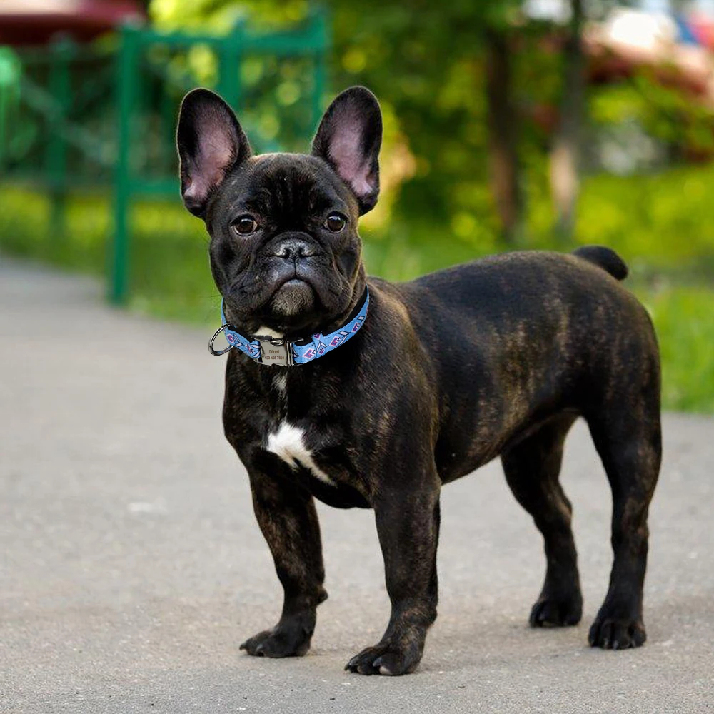 Персонализированный ошейник для собак нейлоновый с принтом домашних питомцев