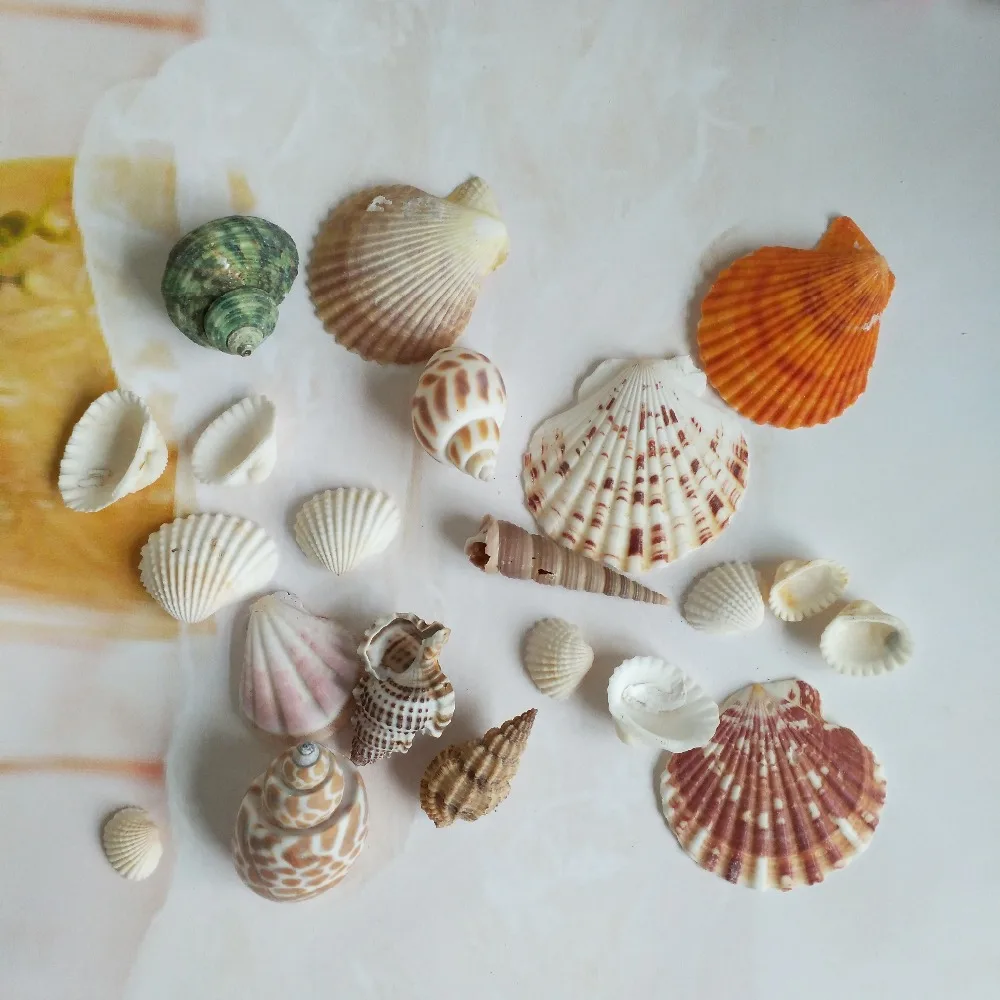 Морские ракушки натуральные морские 100 г модное украшение пляжные модные для