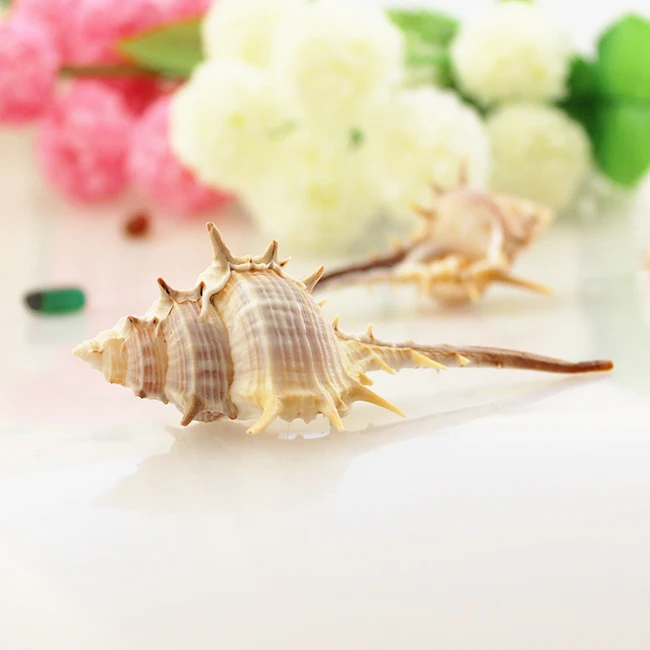 

HappyKiss Natural conch shell pompilius big props yangtz aquarium 6-10