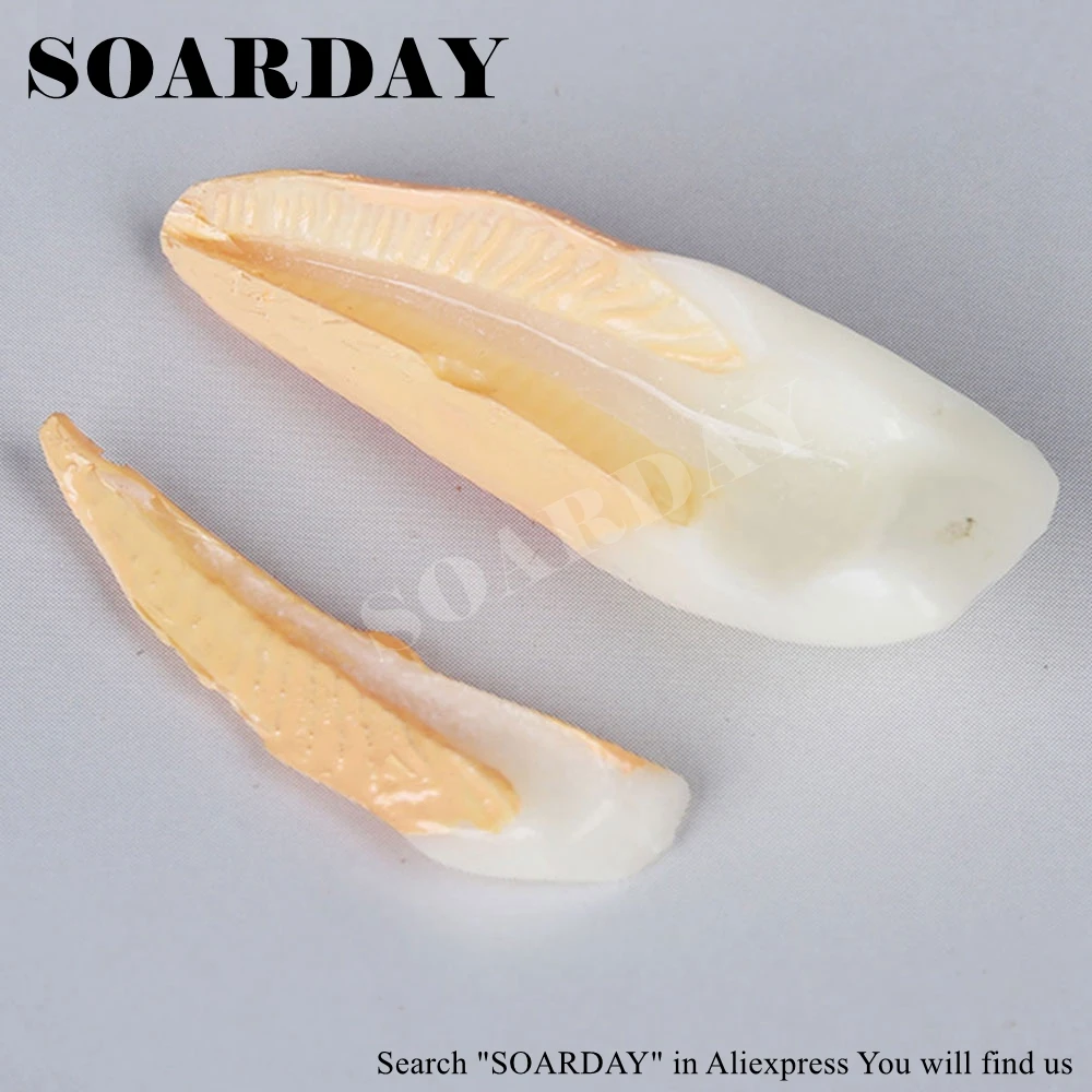 SOARDAY эндодонтическая реставрация модель обучения практики стоматолога пациента