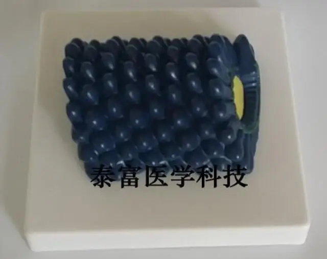 Rabies Virus Model Molecular Structure Biology Medical Teaching Science Study Supplies Free Shipping | Канцтовары для офиса и