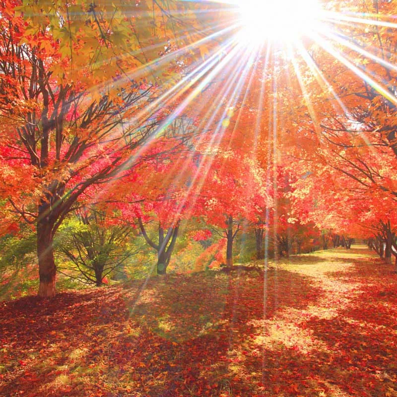 Искусственные Шелковые кленовые листья для Дня благодарения украшения дома