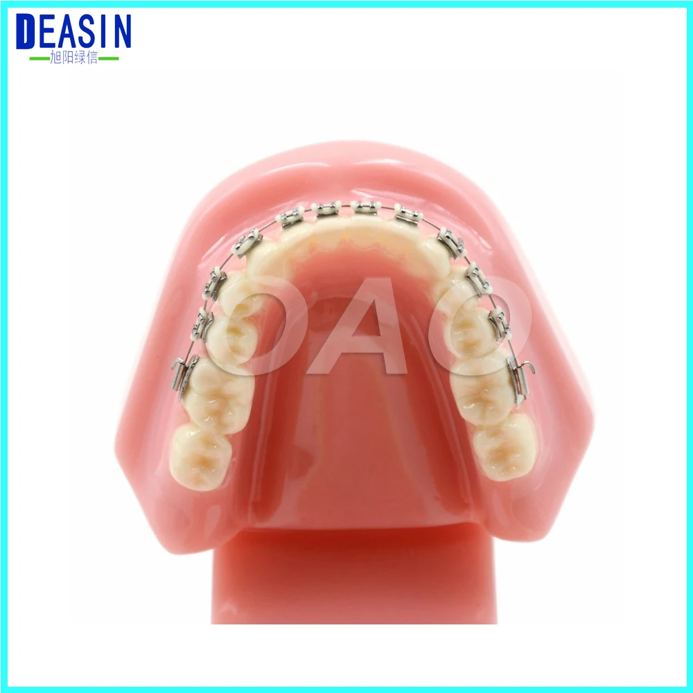 

Dental Orthodontics Typodont Teeth Model Metal Brace Bracket Typodont with Arch Wire