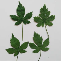 120pcs green pressed dried strawberry leaf leaves plant herbarium for jewelry postcard phone case craft making accessories