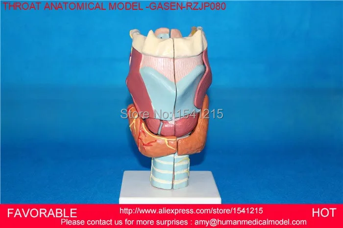 Модель человеческого горла анатомическая модель для медиков учебные материалы