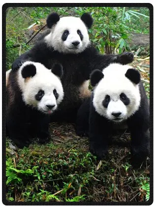 Милые и рисунком милой панды супермягкое плюшевое одеяло для кровати размера Queen