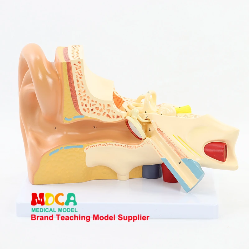 

Disassembling 3 components ear anatomy model ear auditory ossicle labyrinth model auricle medical teaching MED001