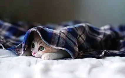 Забавный постер с принтом котенка и цитатой подвесной на стену изображением кота