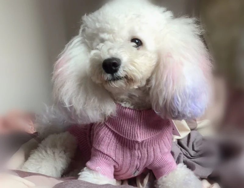 Свитер для собак пальто кошек одежда чихуахуа пуделя Bichon зимняя домашних