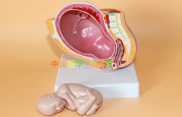 Женская модель для моделирования эмбриона тазовой мозга|fetal development|female pelvic modelpelvic