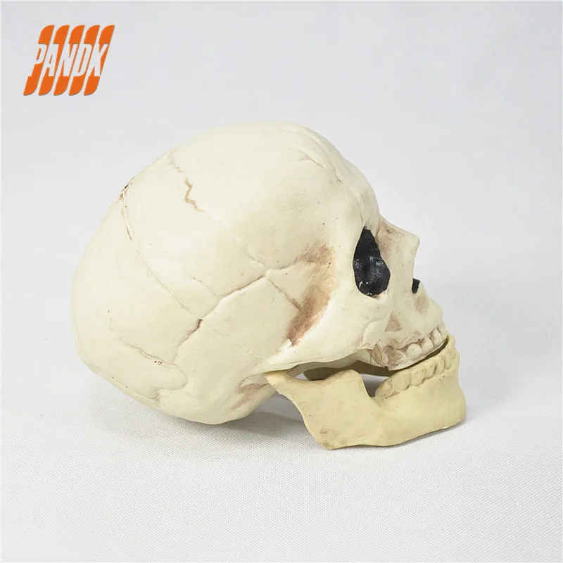 Хэллоуин Череп Пластик жизни Размеры реалистичные череп Опора страшные