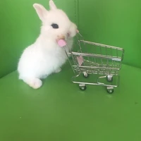 best selling rabbit toy photo props guinea pig mini cart lop rabbit bath cute artifact small pet supplies