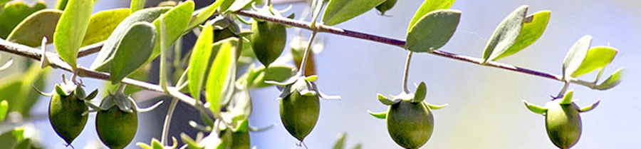 Масло для массажа тела Dimollaure натуральное органическое эфирное масло кожи и волос