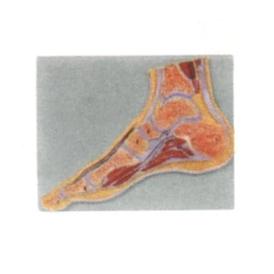 Profile model of the foot joint natural size for Teaching use free shipping