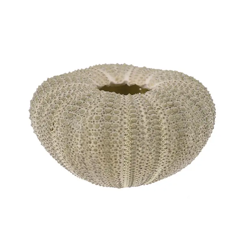 1 шт. натуральное украшение для аквариума | Дом и сад