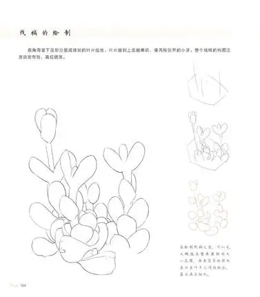 Китайская книга для рисования карандашей 38 видов суккулентных растений цветной