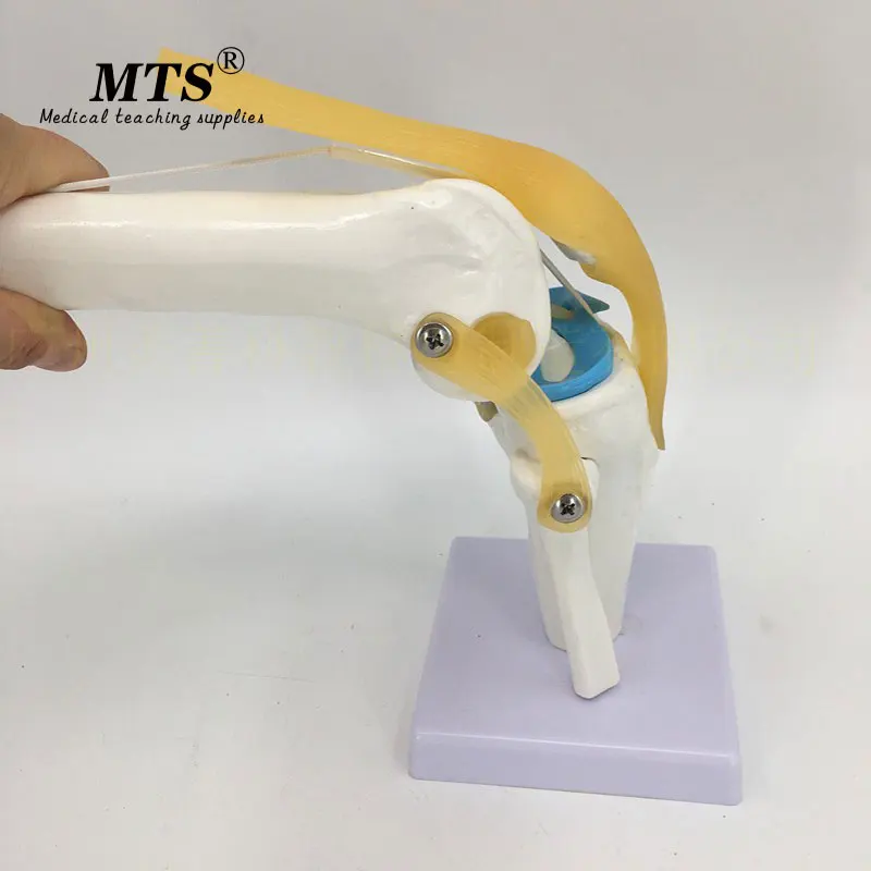 MTS 1:1 человеческая плантация анатомическая модель для суставов колена сердца
