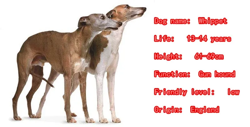 Милая Белая собака животное Золотой Серебряный металлический кулон парный