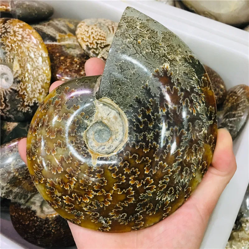 АА++ натуральный аммонит красивый NAUTILUS Мадагаскар окаменелый с лечебным действием, образцы
