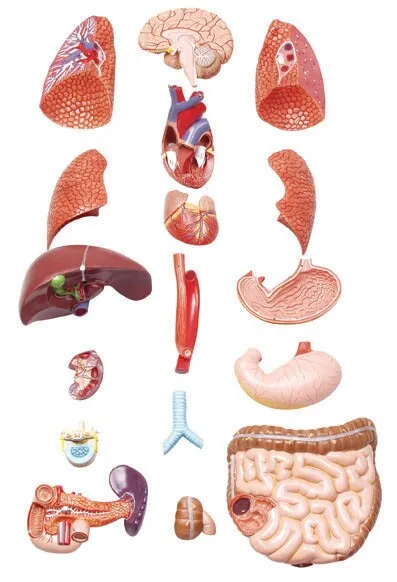Бесплатная доставка и эксклюзивная модель человеческого ядра для двух полов 27