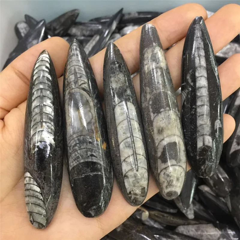 1 шт. Редкие натуральные камни и минералы морской инверторный ископаемый образец