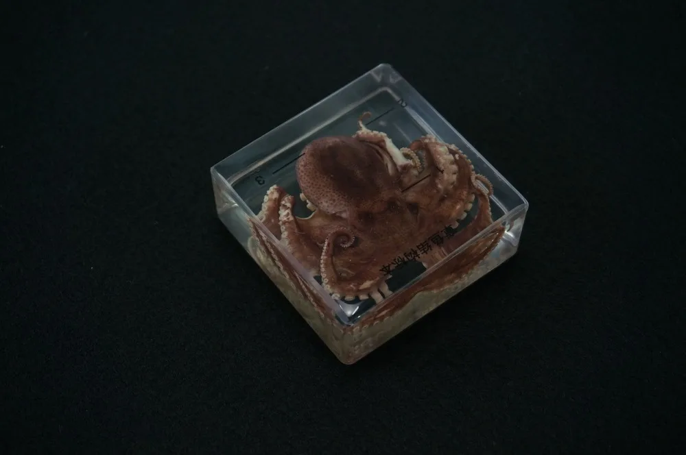 Настоящие образцы осьминога в прозрачном блоке обучающий инструмент |