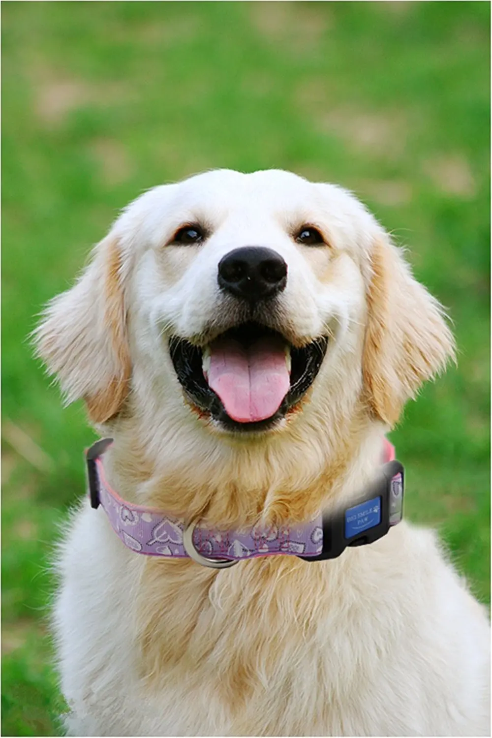 Нейлоновый ошейник для собак регулируемый любовь/День Святого Валентина