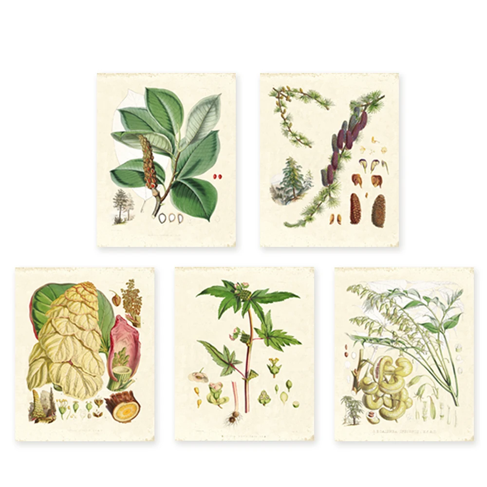 Винтажные ботанические иллюстрации Gohipang с зеленым цветочным рисунком HD печать