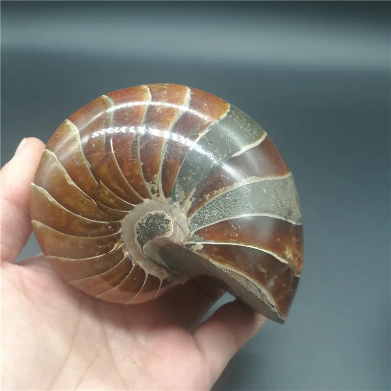 Натуральный аммонит ископаемый камень горячая Распродажа Conch образец красивый