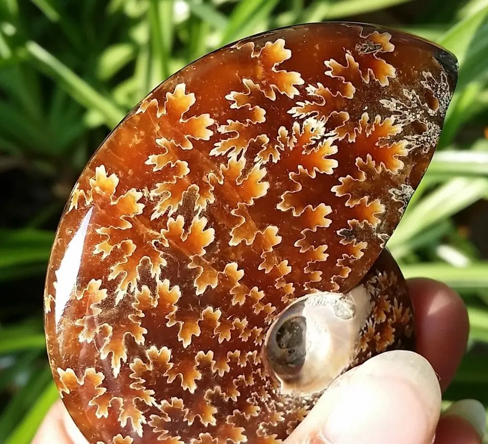 100 г натуральный полированный нефритовый узор аммонит ископаемый