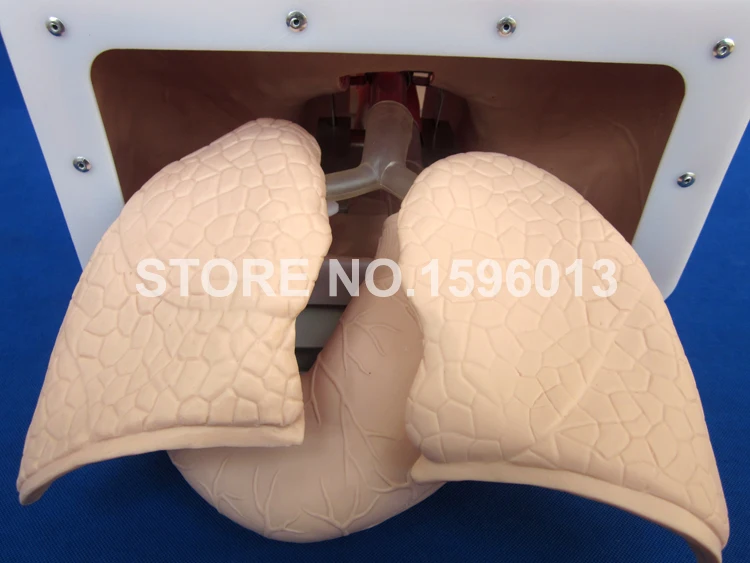 Тренажер для эндотрахеальной интубации класса люкс модель тренировок воздушной