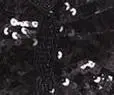 as picture color Новинка, бюстгальтер для танца живота, высокое качество, бренд, Женский Блестящий бюстгальтер для танца живота, сексуальные ремни с бабочкой, костюм для танца живота, топы, распродажа - Цвет: as picture color
