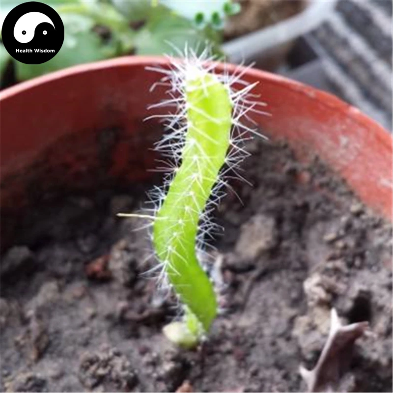 Купить дракон фрукты Semente 200 шт. завод Hylocereus Undatus для желтый питахайя