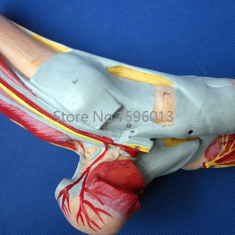 Мышцы стопы с основными сосудами и нервами бриджи стопы|foot care gift set|foot model feetmodel rocket
