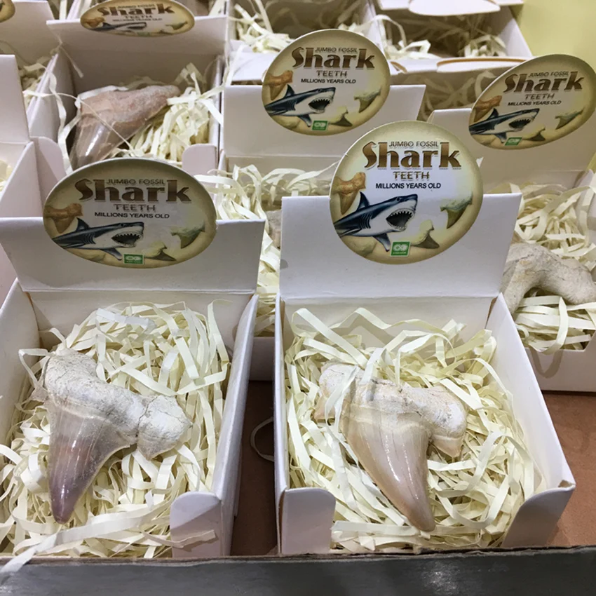 Pinhan натуральные морские животные ископаемые акулы образцы минералов