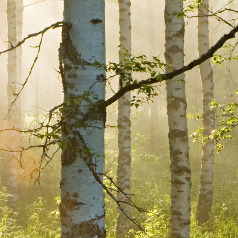 JiaSheMeiJu Custom Non-Woven Large 3D Mural Wallpaper Sunrise Forest Natural Landscape Photo WAllpapers For Living Room Bedroom |
