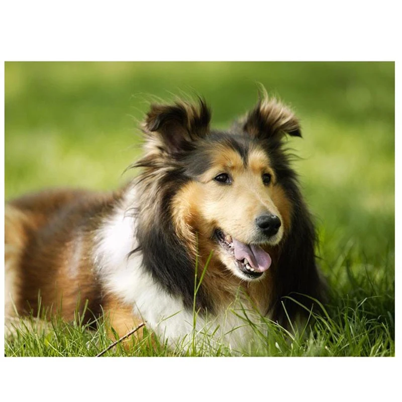 Алмазная 5D картина сделай сам квадратная круглая немецкая овчалка для