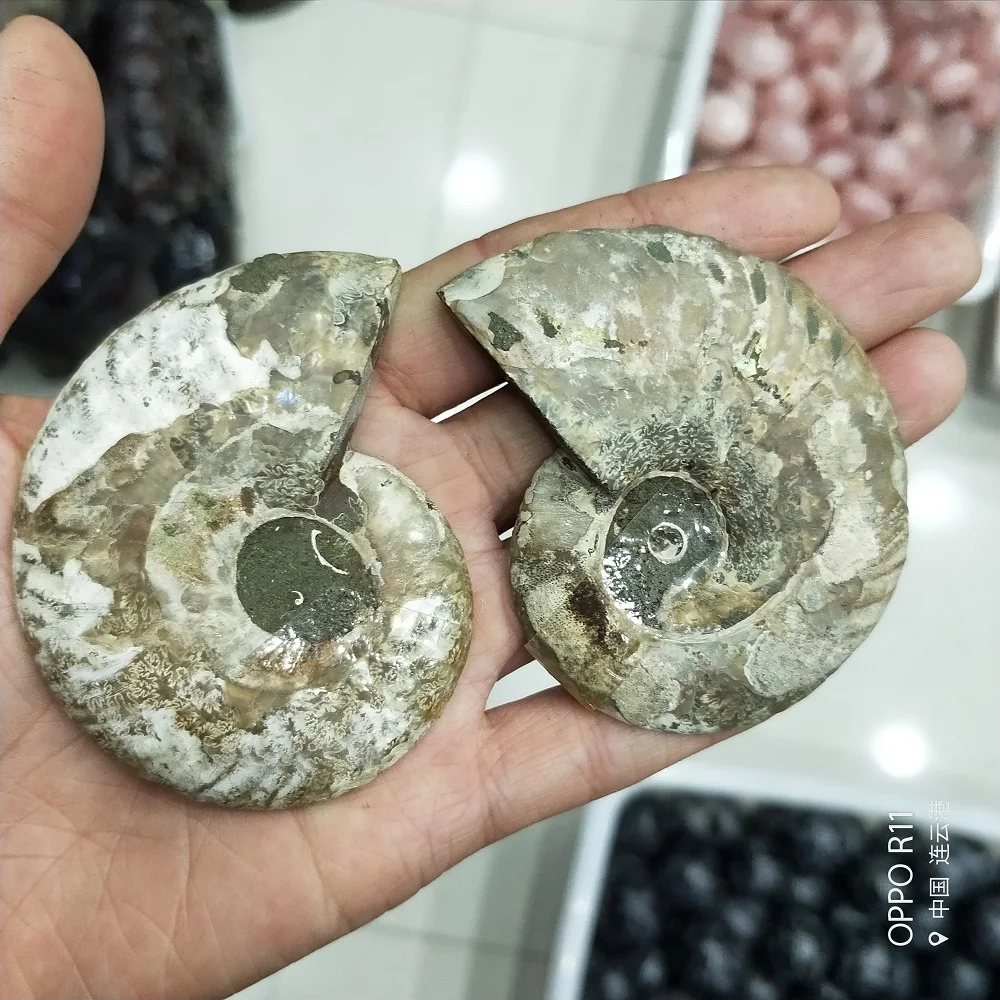 

Natural Ammonite Fossil Specimen Shell Conch Quartz Mineral Stone Fish Tank Landscape Sea Snail Home Decoration