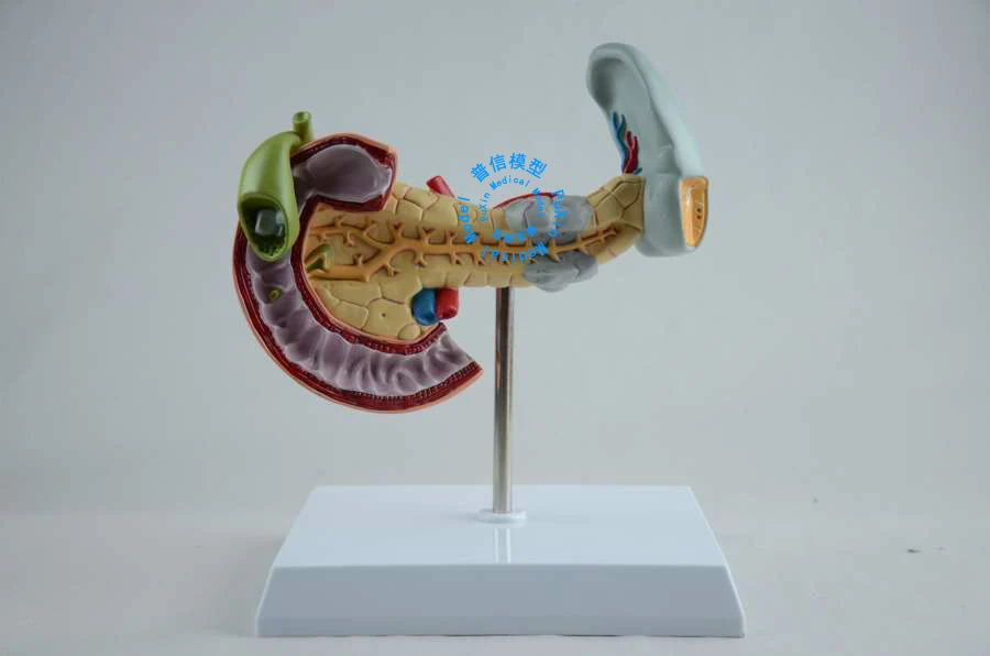 

Free shipping&The lesions of the pancreas, spleen, gallbladder,duodenal lesion model, pancreatic model,liver and biliary model
