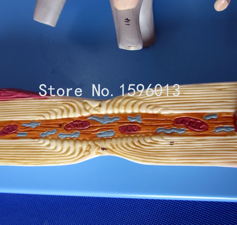 Популярная модель нейрона анатомическая человеческого мозга|model 4 stroke engine|models