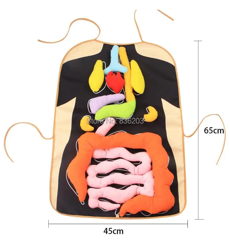 Мужской медицинский Скелетон лечебные инструменты для определения