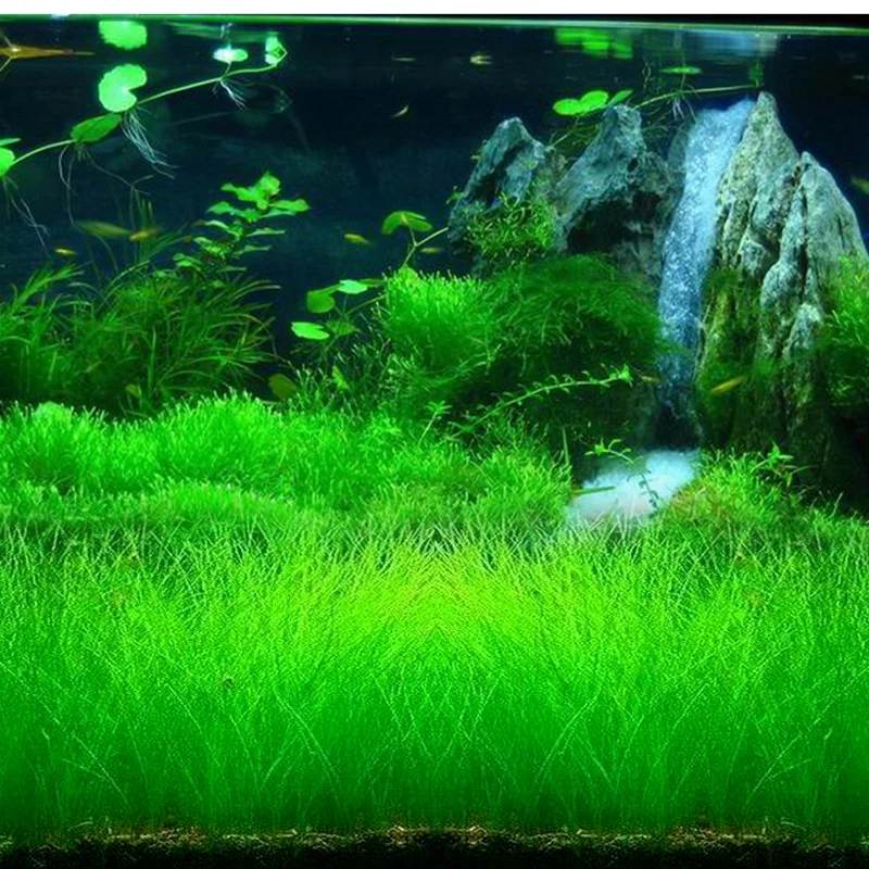 Аквариумные растения Семена Водный для воды зеленая вода трава коровья шерсть любовь счастливые семена аквариум Растения украшения Пейзаж орнамент