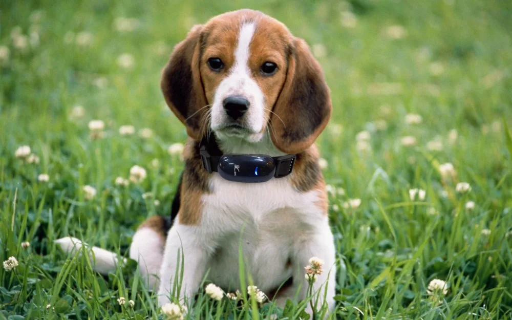 5 шт. мини LK100 водонепроницаемый трекер домашних животных долгое время ожидания