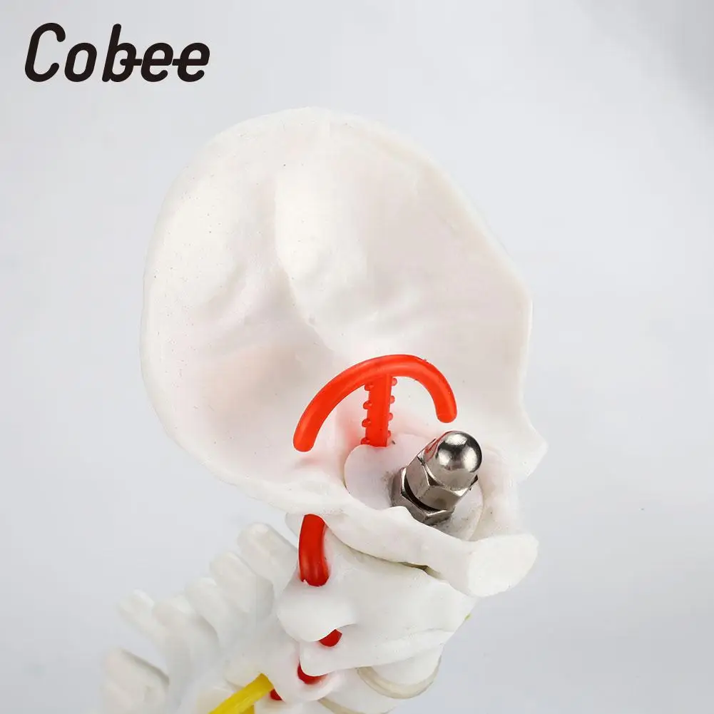 

Spine Anatomical Model PVC Human Spine Model Doctor Vertebral Column Model